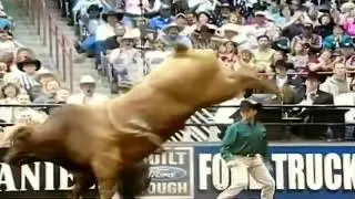 100: The Perfect Bull Ride (ProRodeo)