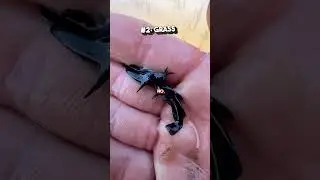 🦞 END TIME SIGNS FOR CRAWFISH SEASON 