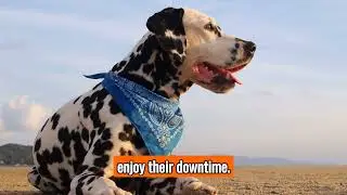 The Dalmatian - Top Personality Traits, Characteristics, and Facts