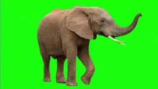 elephant green screen video ||animal green screen || 