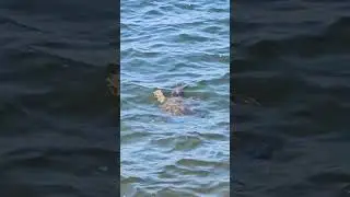 Large Snapping Turtle #fishing #turtle #snappingturtles