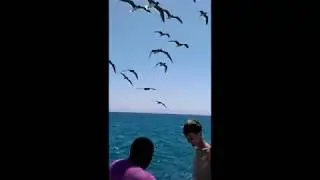 Покормили чаек с руки - Египет