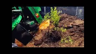 Griffith, IN Stump Removal