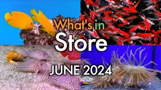 What's In Store - June 2024