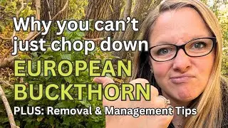 Removing Invasive Buckthorn - What not to do, and how to keep it from coming back