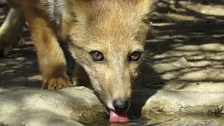 Zorro Culpeo (Lycalopex culpaeus)