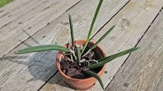 Orchid with a flower bud - Brassavola nodosa August 2024