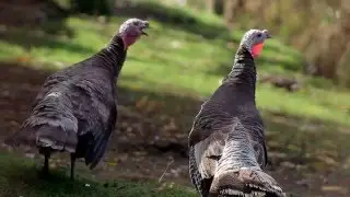 El trebol - Los Lagos - Región de Los Ríos - Chile