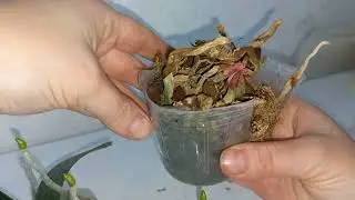 Омоложение орхидеи Phal. Liu's Berry Trinity  льюис берри!