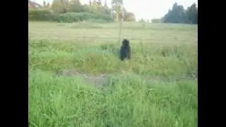 Alaska und Freunde