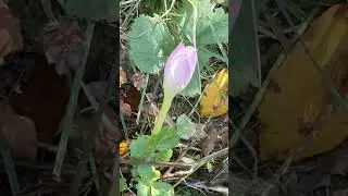 Первый безвременник.Как- то рано в этом году)!
