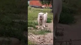Мой #волкодав Чабан 115 кг? Есть больше ?)