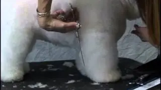 How to Groom Bichon Frise Show Trim   Jodi Murphy Instructional Video Series