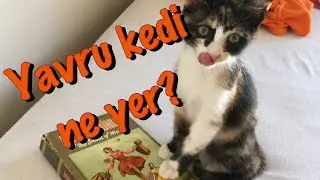Yavru kediler ne yer? Sokak kedilerinin evimizde ilk günü