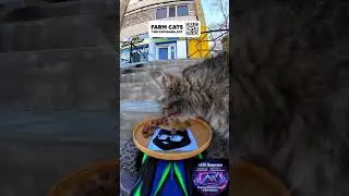 🐈Единственная игра, в которой можно заработать TON: CATS 🐈 это не про клики и изнурительные игры👉