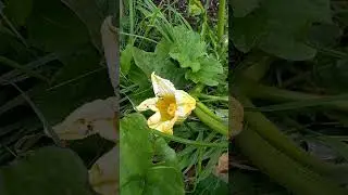 Artificial pollination on the example of pumpkin EASY and SIMPLY with no bees or in the greenhouse