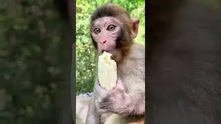 #monkey #monkeybaby #monkeycute #monkeyface #monkeys #monkeylove #monkeyfunny #animals #gozila