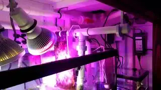 My simple algae scrubber overview