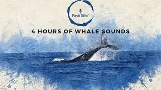 4 HR Whale  Sounds 🐋💤 #whitenoise