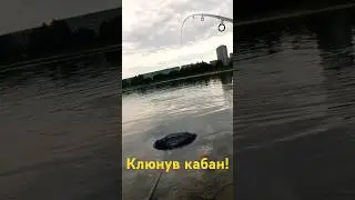 Клюнув КАБАН #рибалка #фідер #флет