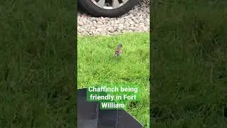 Chaffinch scoping out food. Fort William wildlife.