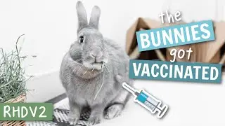 All about the Rabbit RHDV2 Vaccine 💉