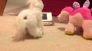 Webkinz: Video and a Drink!