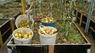 Удобряем огород .