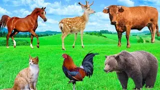 Natural Animal Sounds - Bear, Deer, Cow, Horse, Chicken, Cat - Animal Sounds