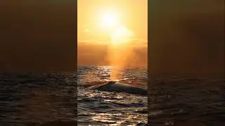 A Blue Whale surfacing at sunset! 
