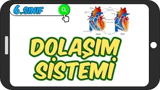 Dolaşım Sistemi / Taktikli Konu Anlatımı 🩺 6.Sınıf Fen 