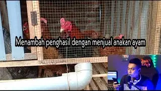 CARA MENCETAK DOC JOPER - BELAJAR BERTERNAK & BREEDING AYAM