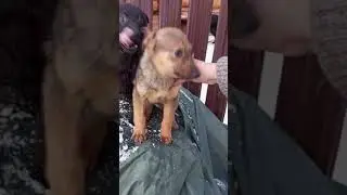 Отдам шенка даром. Отдам котенка в добрые руки