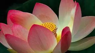 Flower of Compassion.wmv