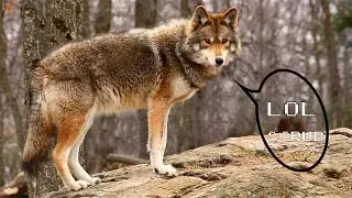 COYOTE'S NEARLY KILLED ZELDA! - CS:GO Surf Stories