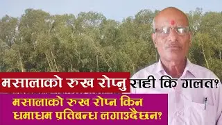 Sapeta bat hune hani || Vicks tree || Masala ko rukh ropnu sahi ya galat ? || eucalyptus