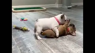 Ferocious Frenchies fighting (not quite ferocious)