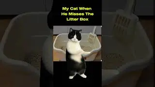 Cat Litter #cat #cats #gato #silly #funny #catvideos #funnyshorts #comedy