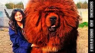 20 СОБАК КОТОРЫЕ НЕ ОСОЗНАЮТ НАСКОЛЬКО ОНИ ОГРОМНЫ