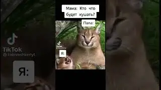 мем из тиктока | 