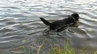 Моя собака купается, выполняет команды в воде