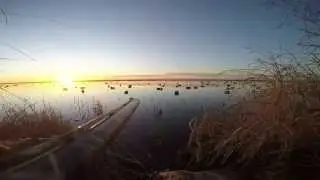 Sprigs, Specks, & Snows