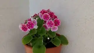 Чили/ новые посадки и цветы