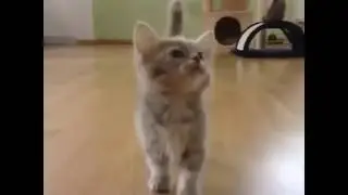 Котам приделали рты!!! Уф!!!