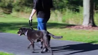 Two Handle Dog Leash - Leashboss 3X - Double Leash with Extra Traffic Handle