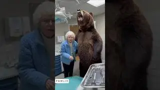 Grandma bear in dental clinic #bodycam #dashcam #funny #ai #cop #sora2 #grandma #bear