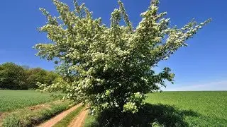 Weißdorn und die Fruchtfarben