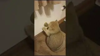 Шотландский вислоухий Тайсон.