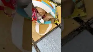 Dog Dafu's Entertainment|#dog #dogs #dogshorts #shorts #shortvideo #pets #petnews #pet