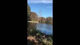 Swan Lake South Carolina